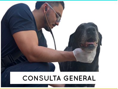 dr-mascota-veterinaria-consulta-general2