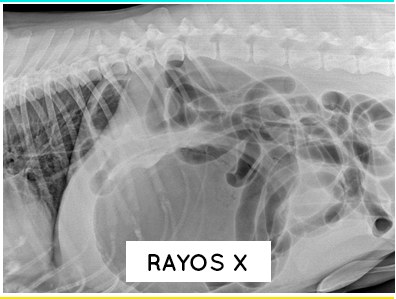 dr-mascota-veterinaria-rayos-x2