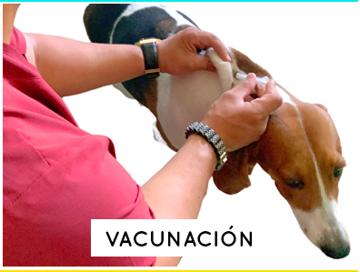 dr-mascota-veterinaria-vacunacion4